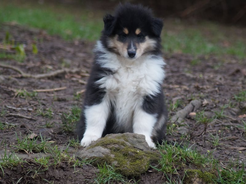 Drei tricolour Colliewelpen aus VDH Hobbyzucht Rüden und Hündin