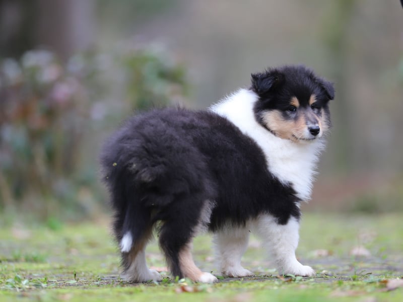 Tricolor Colliehündin aus VDH Hobbyzucht