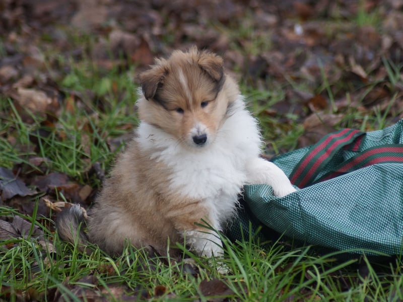 Colliewelpen (Langhaar englich) Hündinnen in tricolor und sable