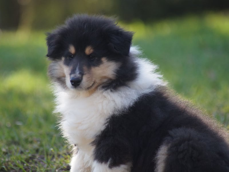 Tricolor Langhaarcollierüden aus VDH Hobbyzucht