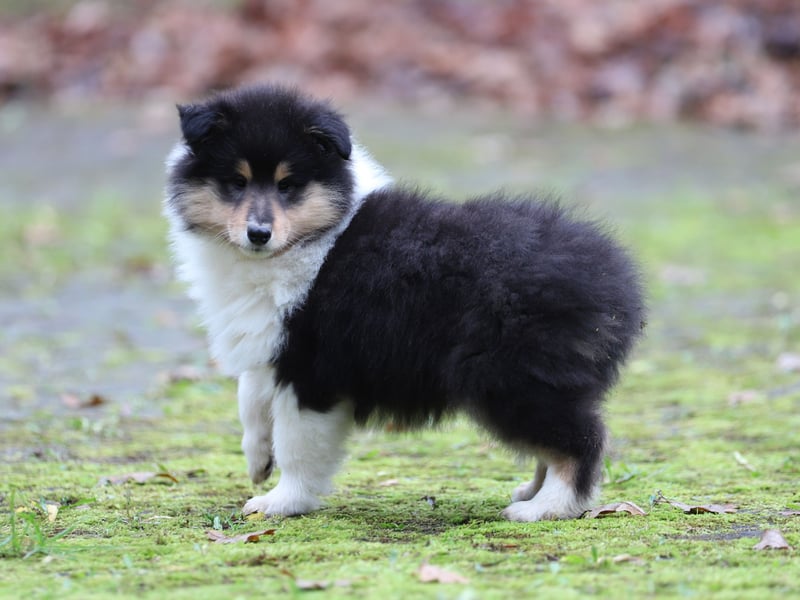 Tricolor Colliehündin aus VDH Hobbyzucht