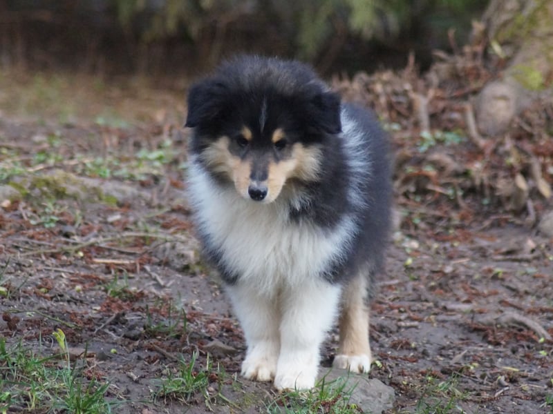 Tricolor Langhaarcollierüden aus VDH Hobbyzucht