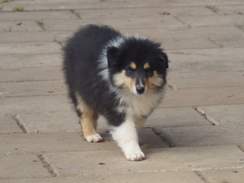Tricolor Langhaarcollierüden aus VDH Hobbyzucht