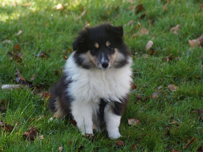 Drei tricolour Colliewelpen aus VDH Hobbyzucht Rüden und Hündin