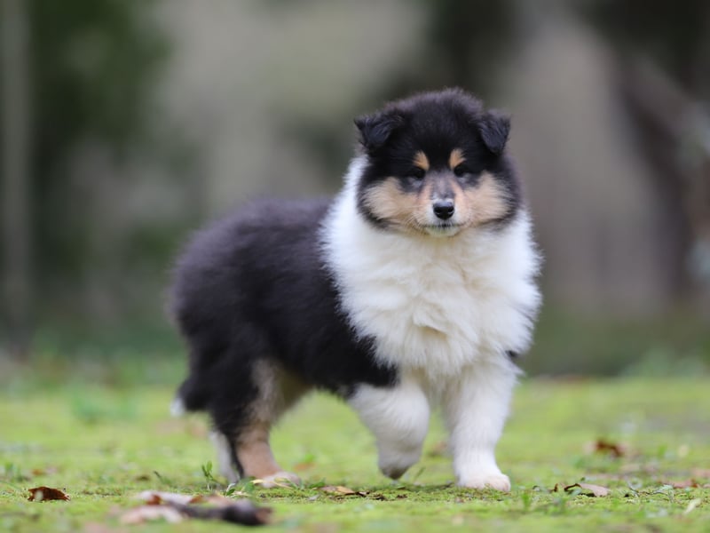 Tricolor Colliehündin aus VDH Hobbyzucht