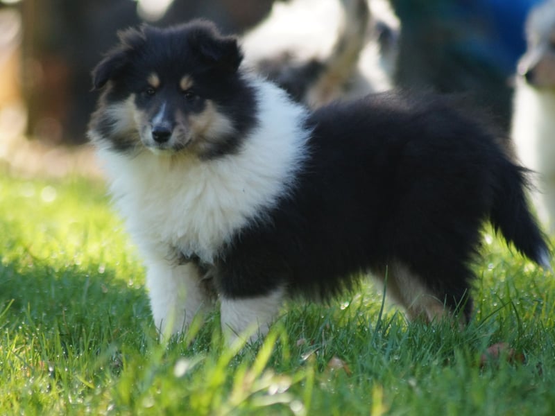 Drei tricolour Colliewelpen aus VDH Hobbyzucht Rüden und Hündin