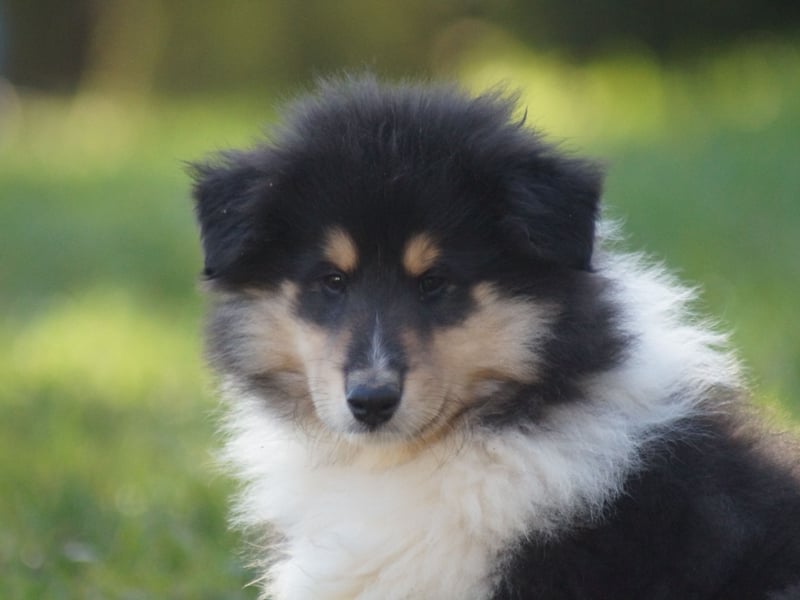 Tricolor Langhaarcollierüden aus VDH Hobbyzucht