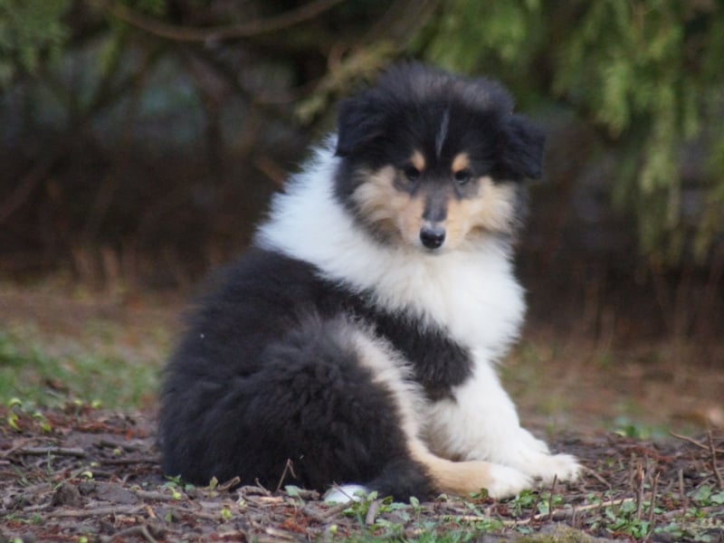 Tricolor Langhaarcollierüden aus VDH Hobbyzucht