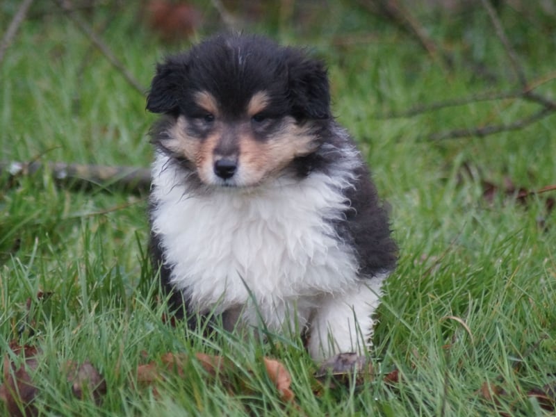 Colliewelpen (Langhaar englich) Hündinnen in tricolor und sable