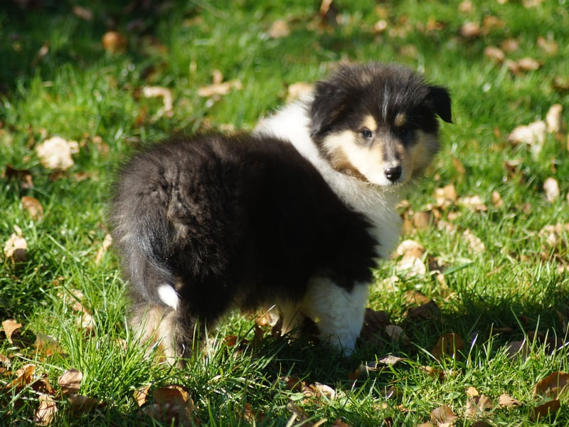 Tricolor Langhaarcollierüden aus VDH Hobbyzucht