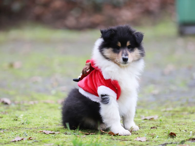 Tricolor Colliehündin aus VDH Hobbyzucht