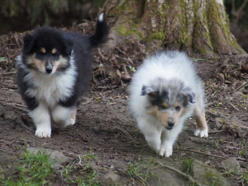 Tricolor Langhaarcollierüden aus VDH Hobbyzucht