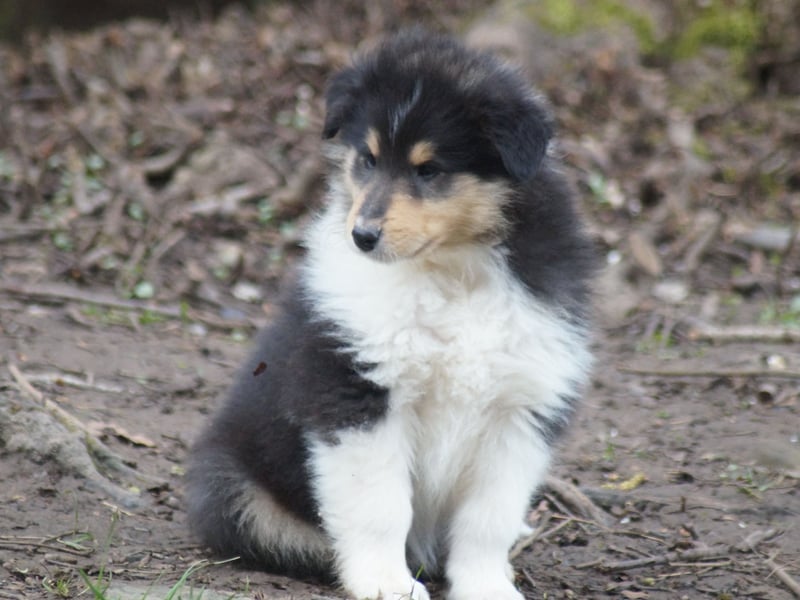 Tricolor Langhaarcollierüden aus VDH Hobbyzucht