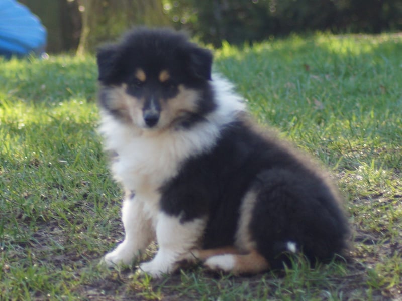 Drei tricolour Colliewelpen aus VDH Hobbyzucht Rüden und Hündin
