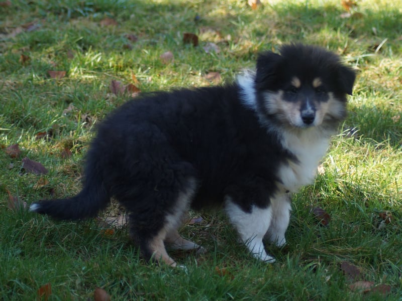 Drei tricolour Colliewelpen aus VDH Hobbyzucht Rüden und Hündin