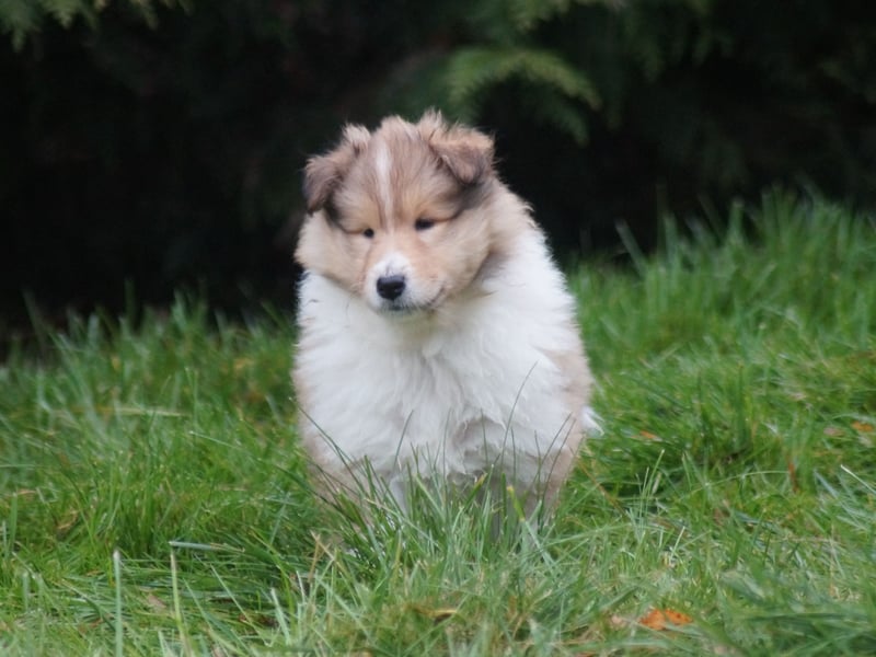 Colliewelpen (Langhaar englich) Hündinnen in tricolor und sable