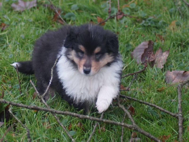 Colliewelpen (Langhaar englich) Hündinnen in tricolor und sable