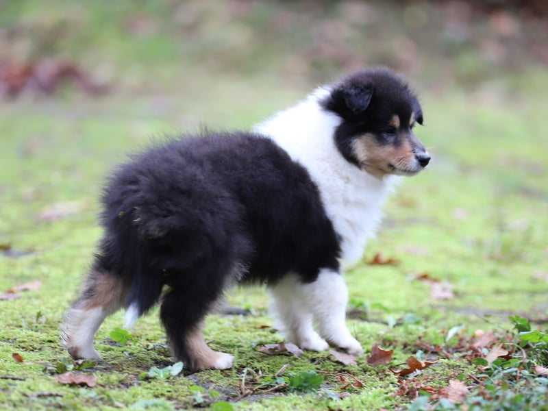 Tricolor Colliehündin aus VDH Hobbyzucht