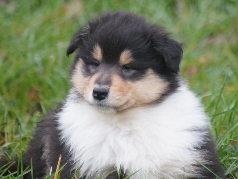 Colliewelpen (Langhaar englich) Hündinnen in tricolor und sable