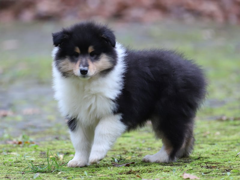 Tricolor Colliehündin aus VDH Hobbyzucht