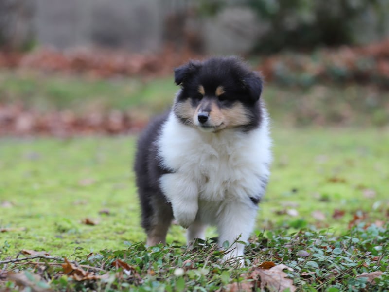 Tricolor Colliehündin aus VDH Hobbyzucht