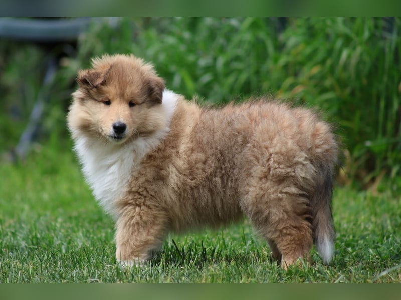 Englischer Langhaar Collie