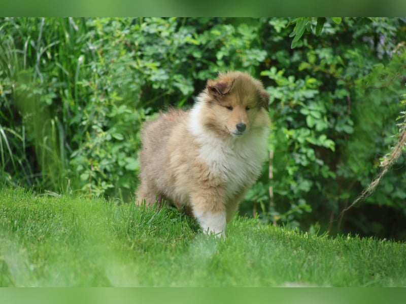 Englischer Langhaar Collie