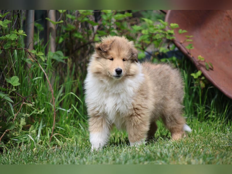 Englischer Langhaar Collie