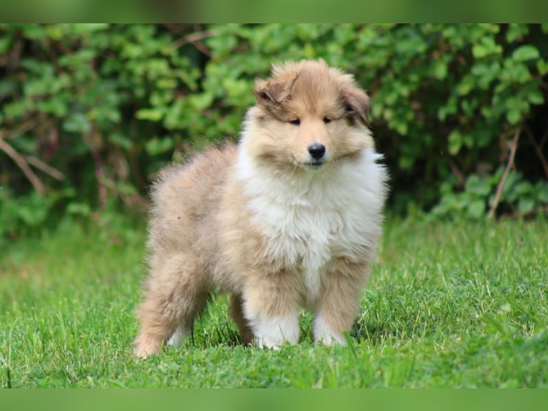 Englischer Langhaar Collie