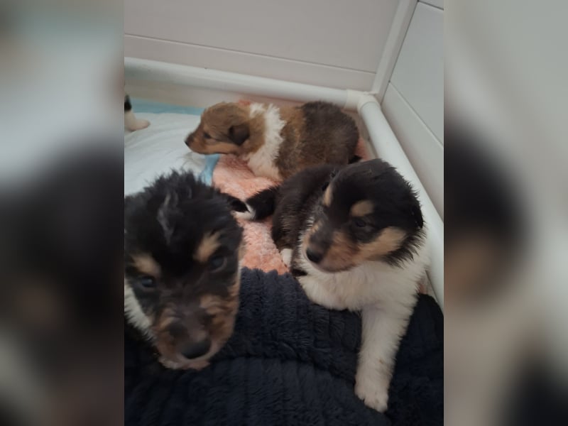 Einfach zum verlieben