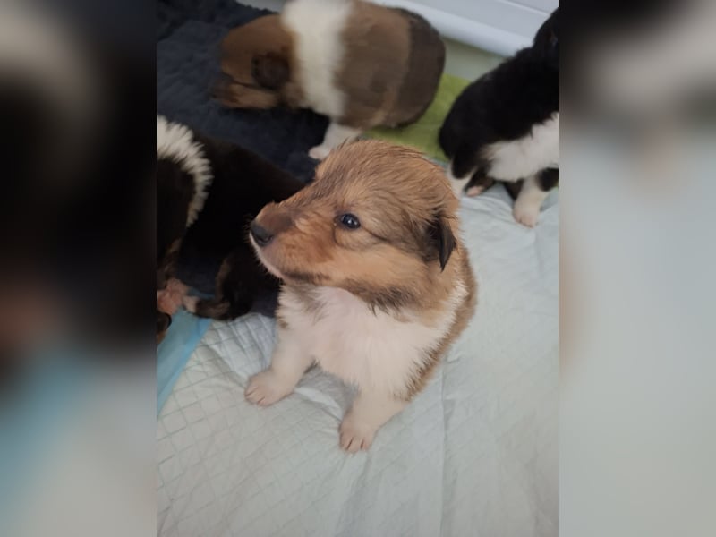 Einfach zum verlieben