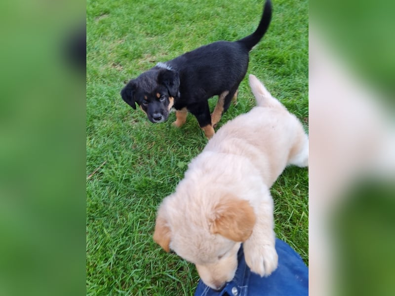 HundeWelpen - Collie Schäferhund Akita Mix - Hundebabys