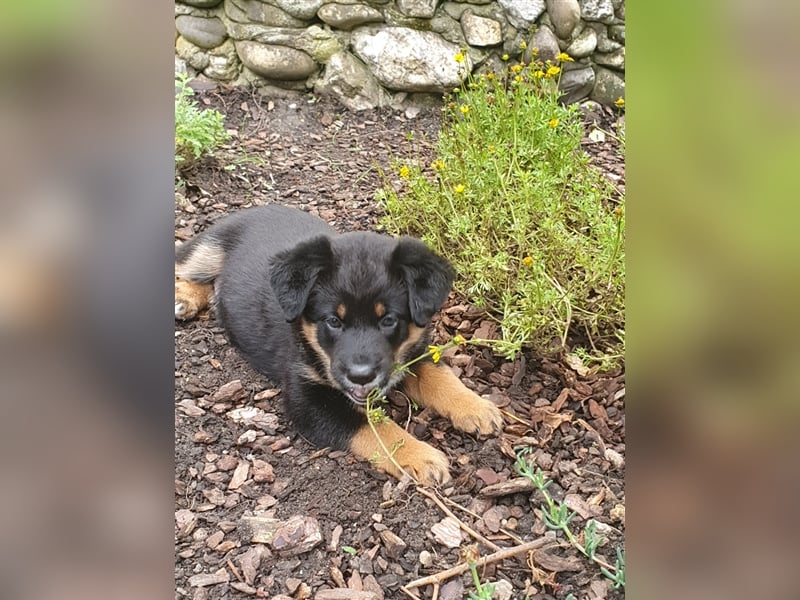 HundeWelpen - Collie Schäferhund Akita Mix - Hundebabys