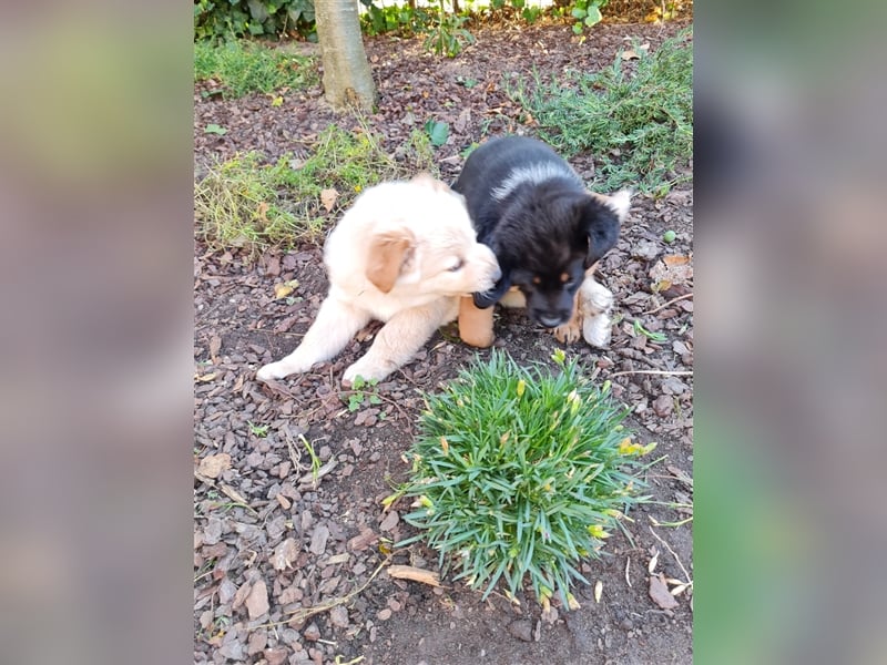 HundeWelpen - Collie Schäferhund Akita Mix - Hundebabys