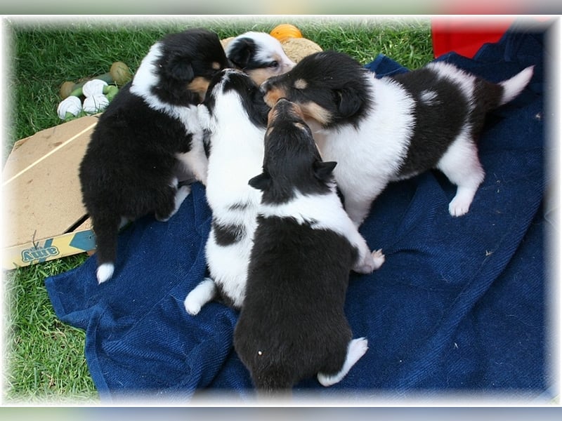 Langhaar Collie Welpen , amerikanische Linie, Rough Collie VDH /FCI Papiere