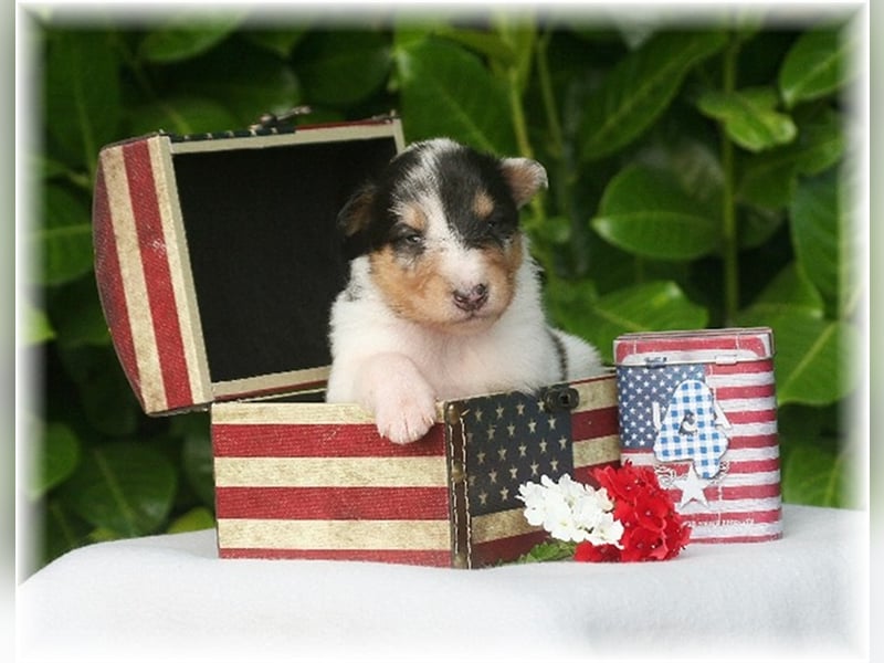 Langhaar Collie Welpen , amerikanische Linie, Rough Collie VDH /FCI Papiere