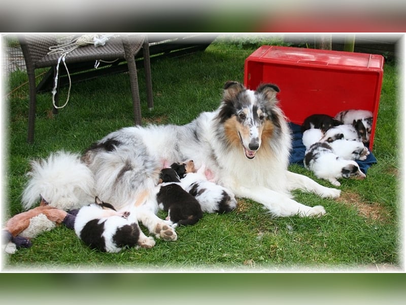 Langhaar Collie Welpen , amerikanische Linie, Rough Collie VDH /FCI Papiere