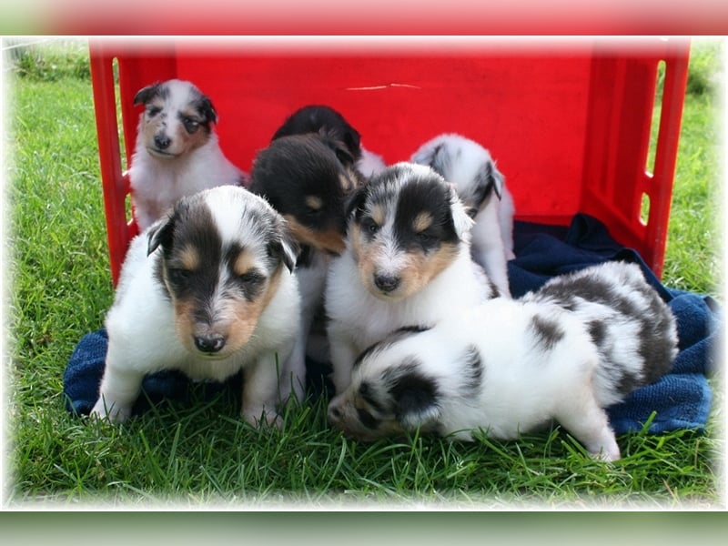 Langhaar Collie Welpen , amerikanische Linie, Rough Collie VDH /FCI Papiere