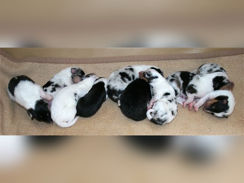 Langhaar Collie Welpen , amerikanische Linie, Rough Collie VDH /FCI Papiere