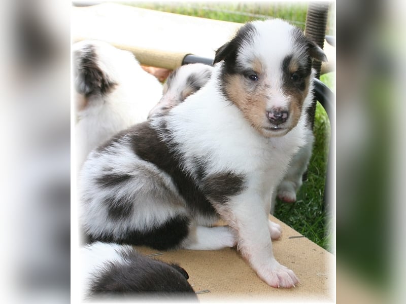 Langhaar Collie Welpen , amerikanische Linie, Rough Collie VDH /FCI Papiere