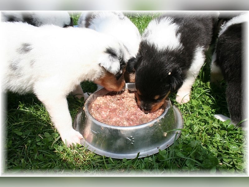 Langhaar Collie Welpen , amerikanische Linie, Rough Collie VDH /FCI Papiere