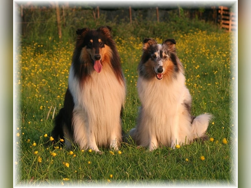 Langhaar Collie Welpen , amerikanische Linie, Rough Collie VDH /FCI Papiere