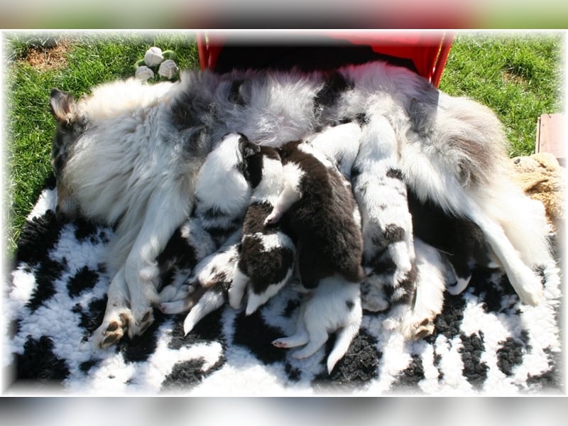 Langhaar Collie Welpen , amerikanische Linie, Rough Collie VDH /FCI Papiere