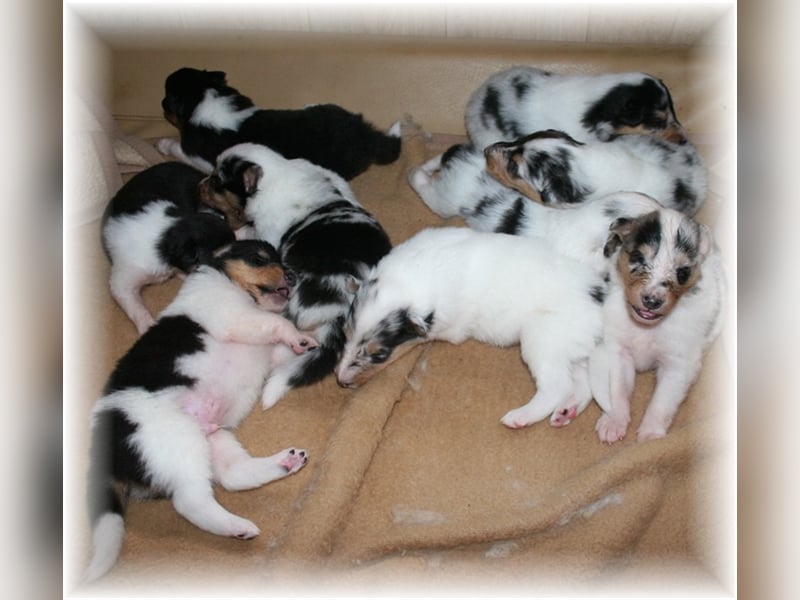 Langhaar Collie Welpen , amerikanische Linie, Rough Collie VDH /FCI Papiere