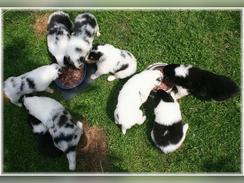 Langhaar Collie Welpen , amerikanische Linie, Rough Collie VDH /FCI Papiere