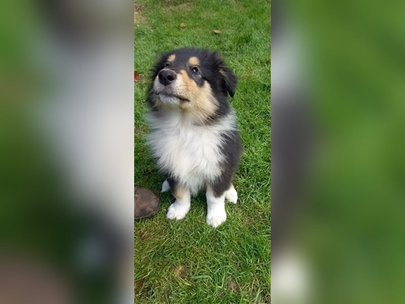 Collie-Langhaar Welpen aus VDH Liebhaberzucht