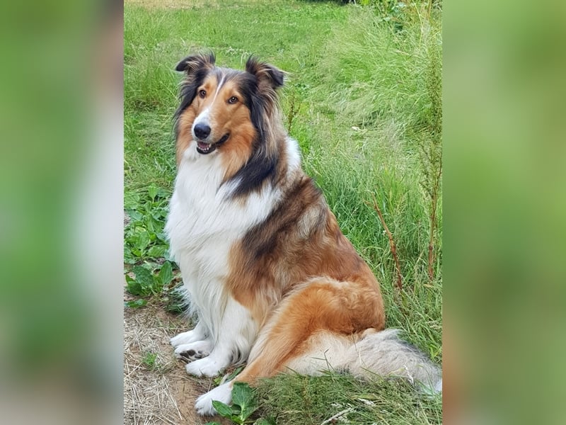 Familienfreundliche amerikanische Collies