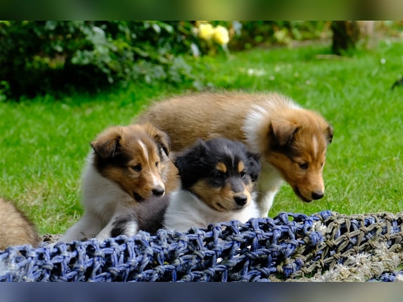 Familienfreundliche amerikanische Collies