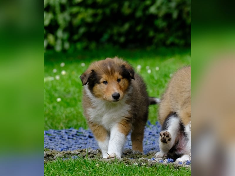 Familienfreundliche Colliewelpen