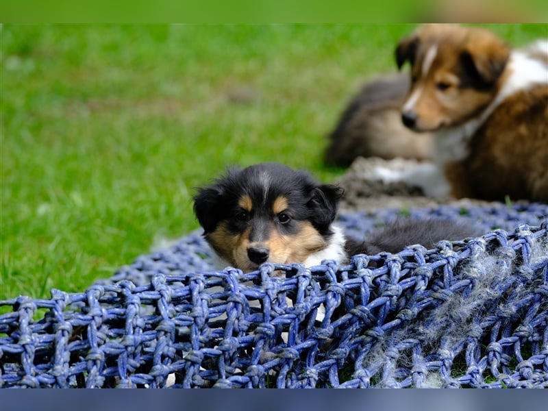 Familienfreundliche amerikanische Collies